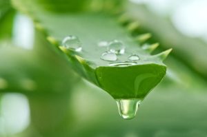 Aloe Vera Saviour