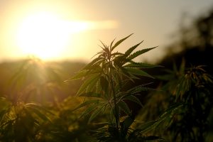 hemp and CBD