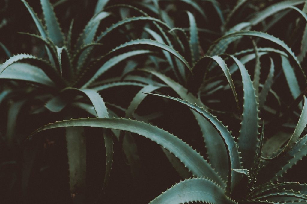 Aloe Vera: Gift of nature