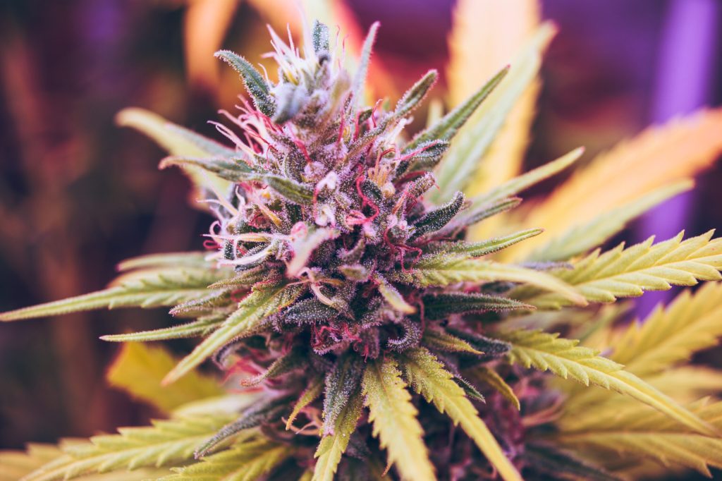How Do We Operate marijuana As A Medical Asset